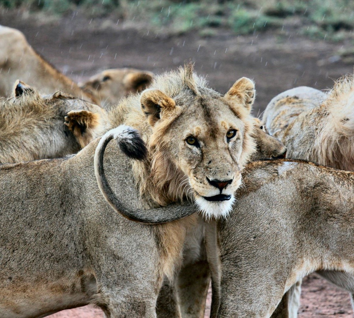 Nine days Tanzania royal tour safari package - 1